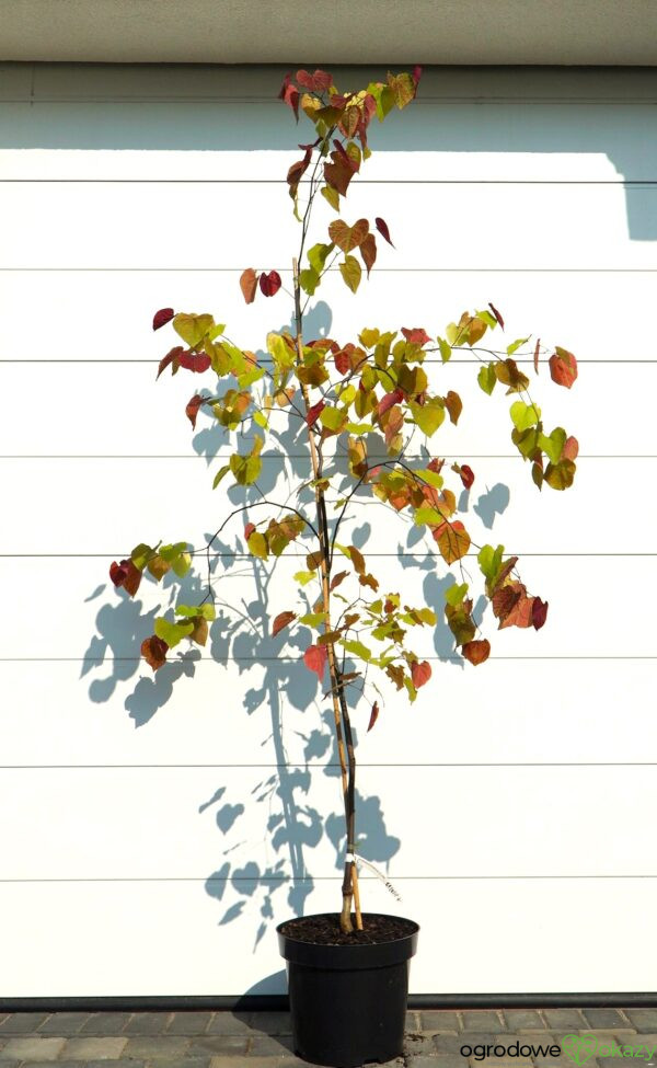 JUDASZOWIEC KANADYJSKI ETERNAL FLAME 'NC2016 2' Cercis canadensis Eternal Flame 'NC2016 2'