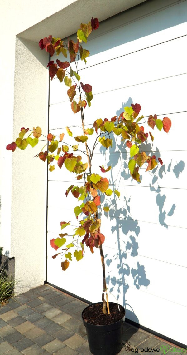 JUDASZOWIEC KANADYJSKI ETERNAL FLAME 'NC2016 2' Cercis canadensis Eternal Flame 'NC2016 2'