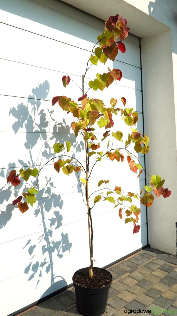 JUDASZOWIEC KANADYJSKI ETERNAL FLAME 'NC2016 2' Cercis canadensis Eternal Flame 'NC2016 2'