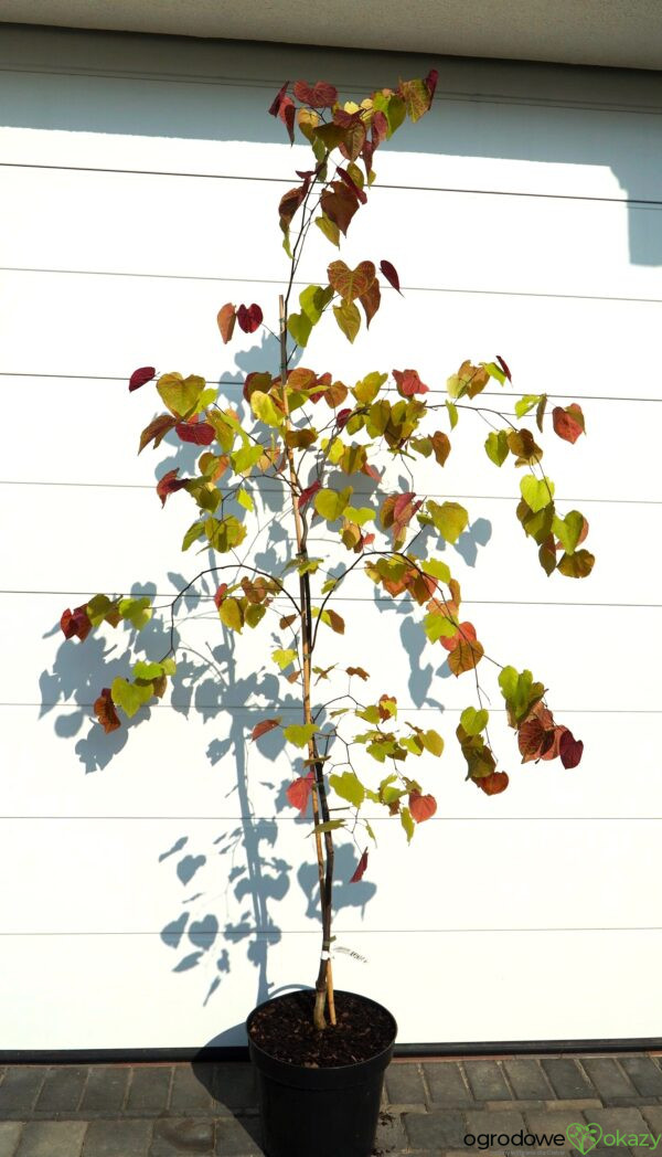 JUDASZOWIEC KANADYJSKI ETERNAL FLAME 'NC2016 2' Cercis canadensis Eternal Flame 'NC2016 2'