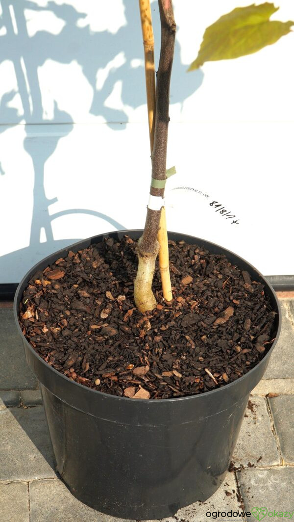 JUDASZOWIEC KANADYJSKI ETERNAL FLAME 'NC2016 2' Cercis canadensis Eternal Flame 'NC2016 2'