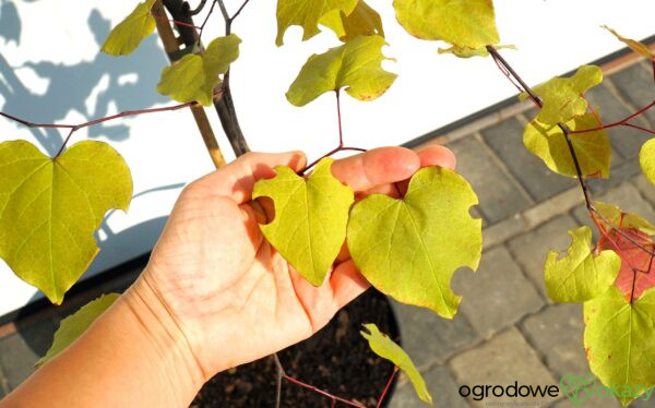 JUDASZOWIEC KANADYJSKI ETERNAL FLAME 'NC2016 2' Cercis canadensis Eternal Flame 'NC2016 2'
