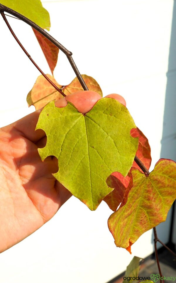JUDASZOWIEC KANADYJSKI ETERNAL FLAME 'NC2016 2' Cercis canadensis Eternal Flame 'NC2016 2'