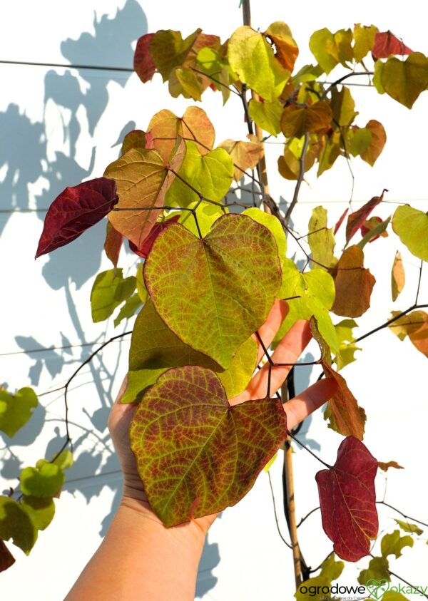 JUDASZOWIEC KANADYJSKI ETERNAL FLAME 'NC2016 2' Cercis canadensis Eternal Flame 'NC2016 2'