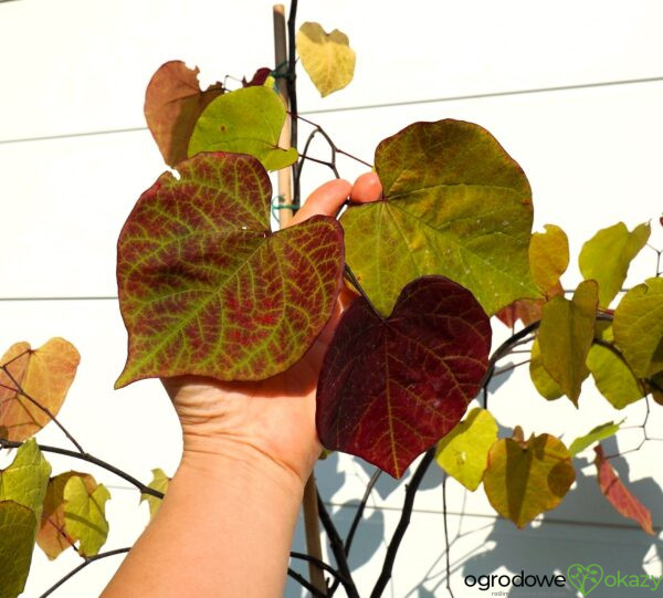 JUDASZOWIEC KANADYJSKI ETERNAL FLAME 'NC2016 2' Cercis canadensis Eternal Flame 'NC2016 2'