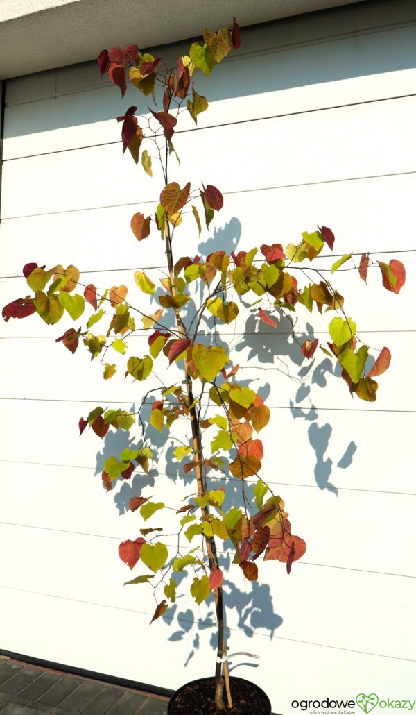 JUDASZOWIEC KANADYJSKI ETERNAL FLAME 'NC2016 2' Cercis canadensis Eternal Flame 'NC2016 2'