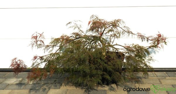 KLON PALMOWY BENI KUMO NO SU Acer palmatum 'Beni kumo no su'