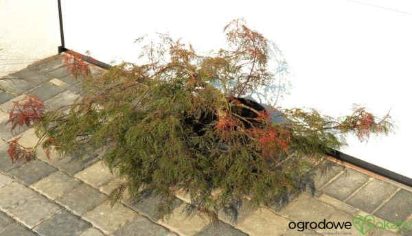 KLON PALMOWY BENI KUMO NO SU Acer palmatum 'Beni kumo no su'