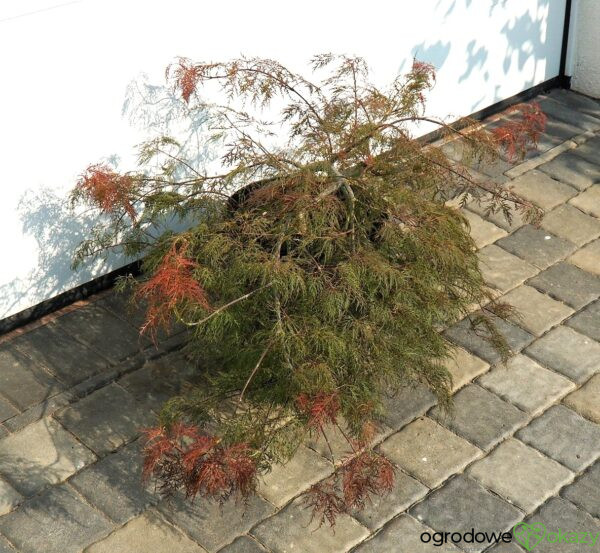 KLON PALMOWY BENI KUMO NO SU Acer palmatum 'Beni kumo no su'