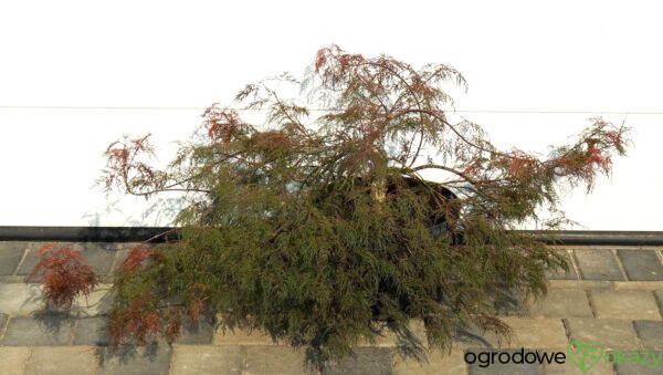 KLON PALMOWY BENI KUMO NO SU Acer palmatum 'Beni kumo no su'