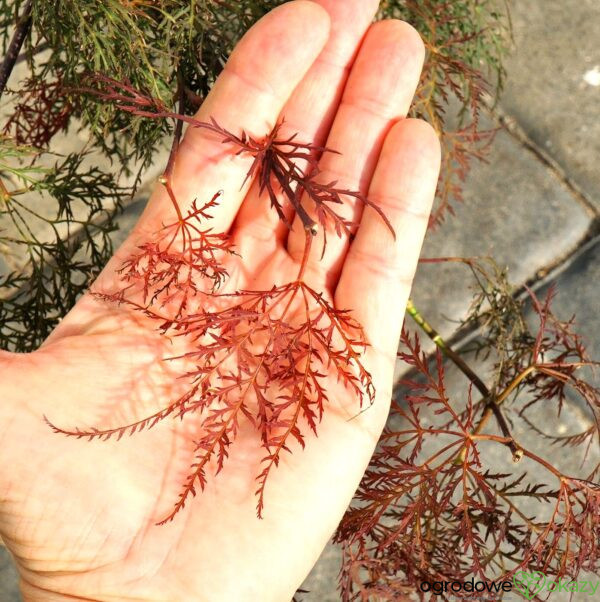 KLON PALMOWY BENI KUMO NO SU Acer palmatum 'Beni kumo no su'