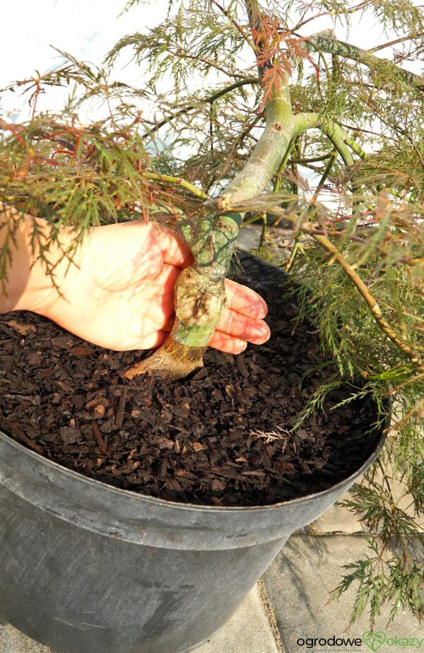 KLON PALMOWY BENI KUMO NO SU Acer palmatum 'Beni kumo no su'