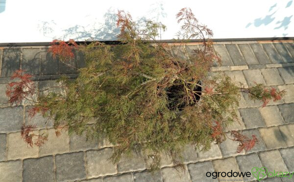 KLON PALMOWY BENI KUMO NO SU Acer palmatum 'Beni kumo no su'