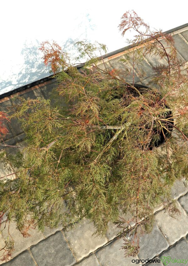KLON PALMOWY BENI KUMO NO SU Acer palmatum 'Beni kumo no su'