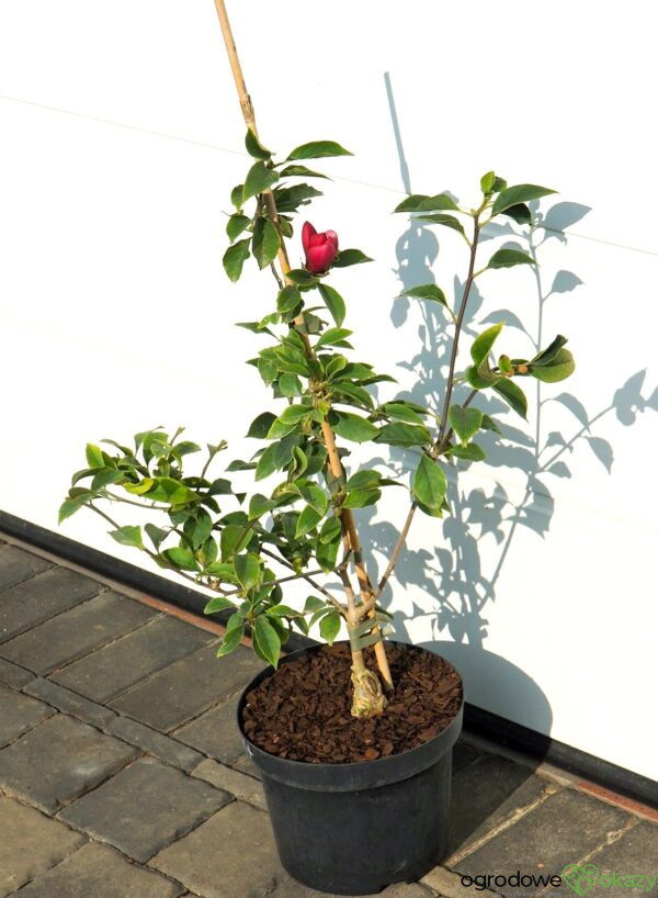 MAGNOLIA MIGHTY MOUSE Magnolia 'Mighty Mouse'