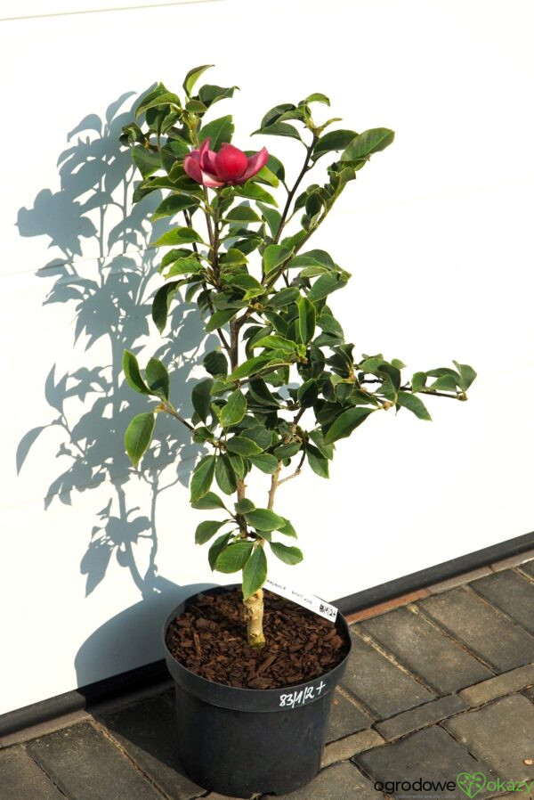 MAGNOLIA MIGHTY MOUSE Magnolia 'Mighty Mouse'