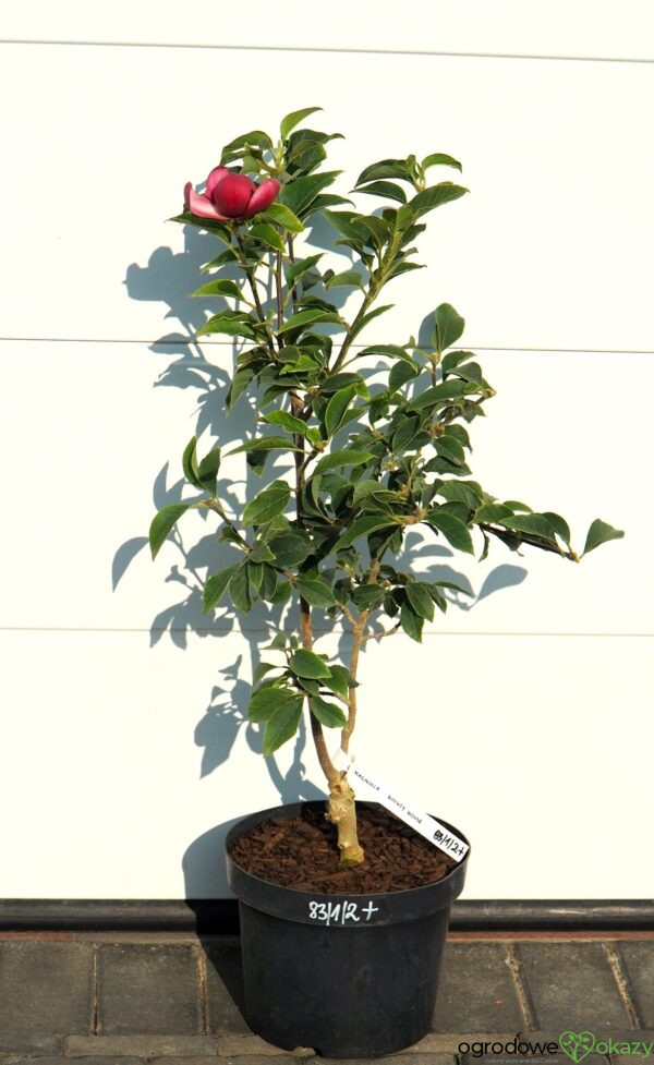 MAGNOLIA MIGHTY MOUSE Magnolia 'Mighty Mouse'