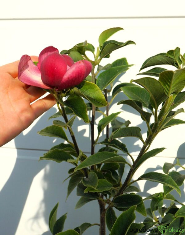 MAGNOLIA MIGHTY MOUSE Magnolia 'Mighty Mouse'