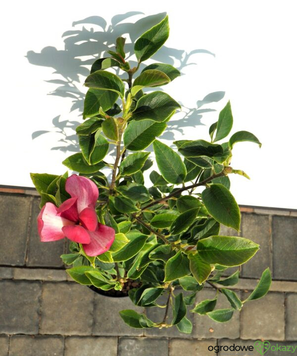 MAGNOLIA MIGHTY MOUSE Magnolia 'Mighty Mouse'