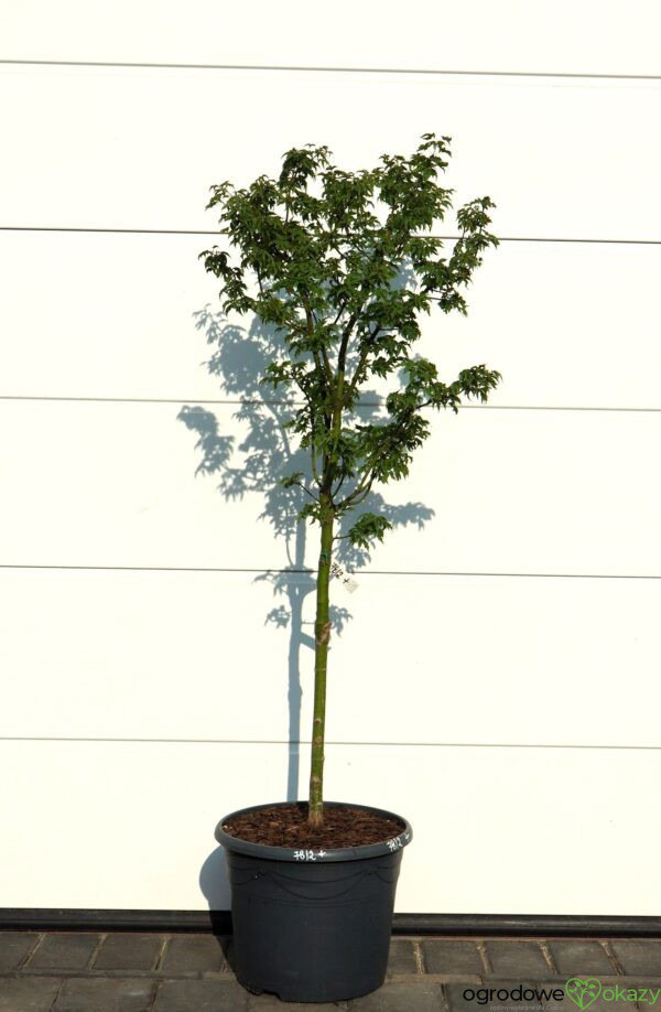 KLON PALMOWY SHISHIGASHIRA Acer palmatum 'Shishigashira'