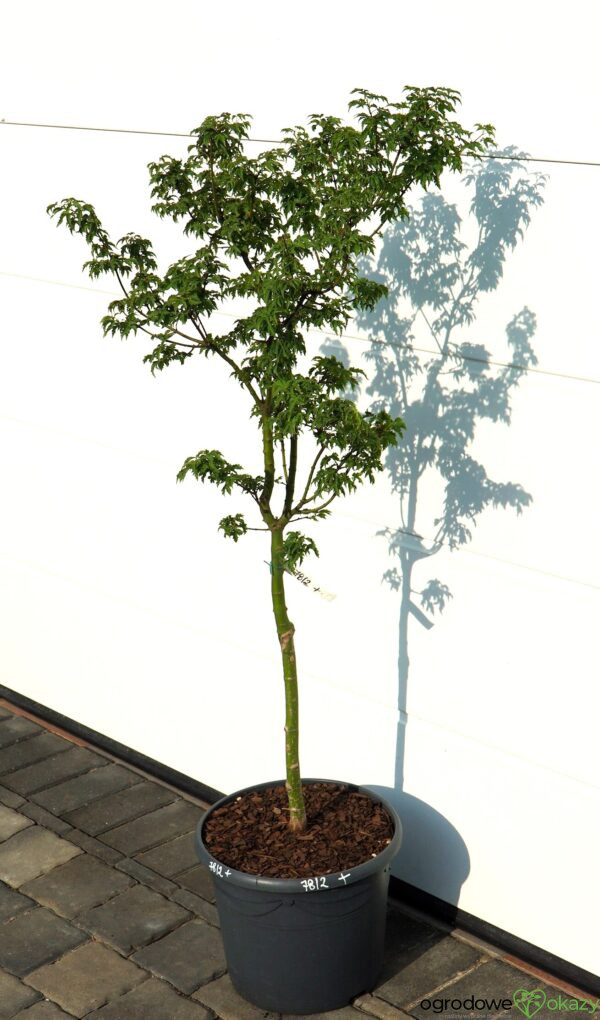 KLON PALMOWY SHISHIGASHIRA Acer palmatum 'Shishigashira'