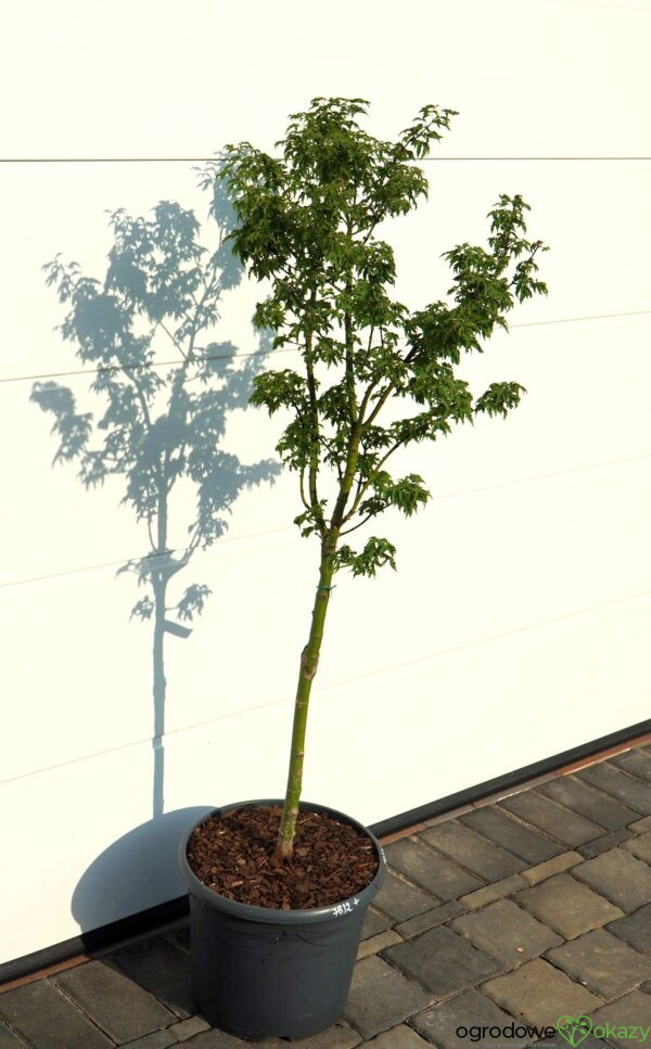 KLON PALMOWY SHISHIGASHIRA Acer palmatum 'Shishigashira'