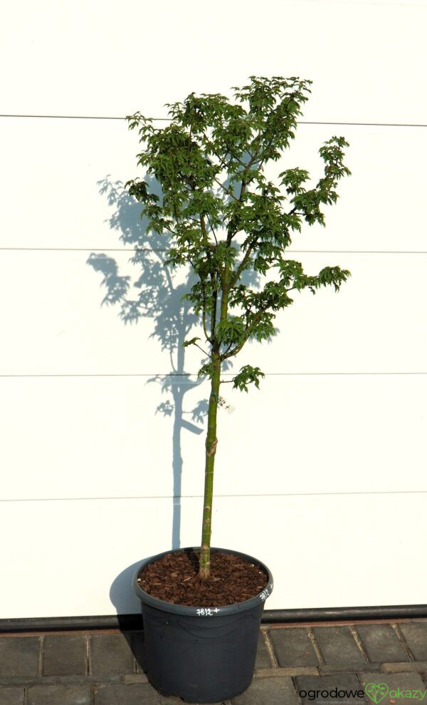 KLON PALMOWY SHISHIGASHIRA Acer palmatum 'Shishigashira'