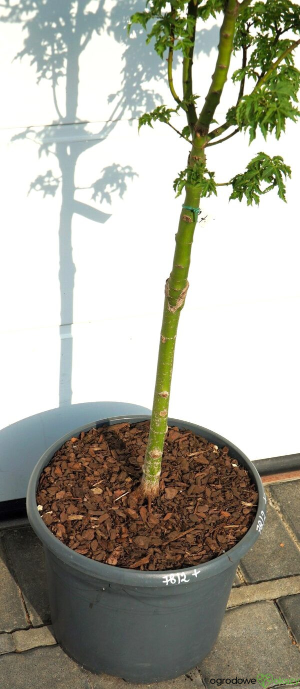 KLON PALMOWY SHISHIGASHIRA Acer palmatum 'Shishigashira'