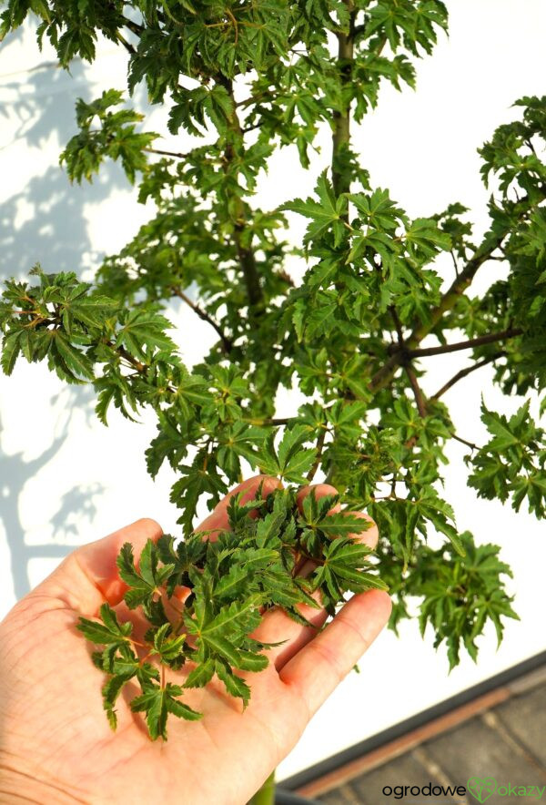 KLON PALMOWY SHISHIGASHIRA Acer palmatum 'Shishigashira'