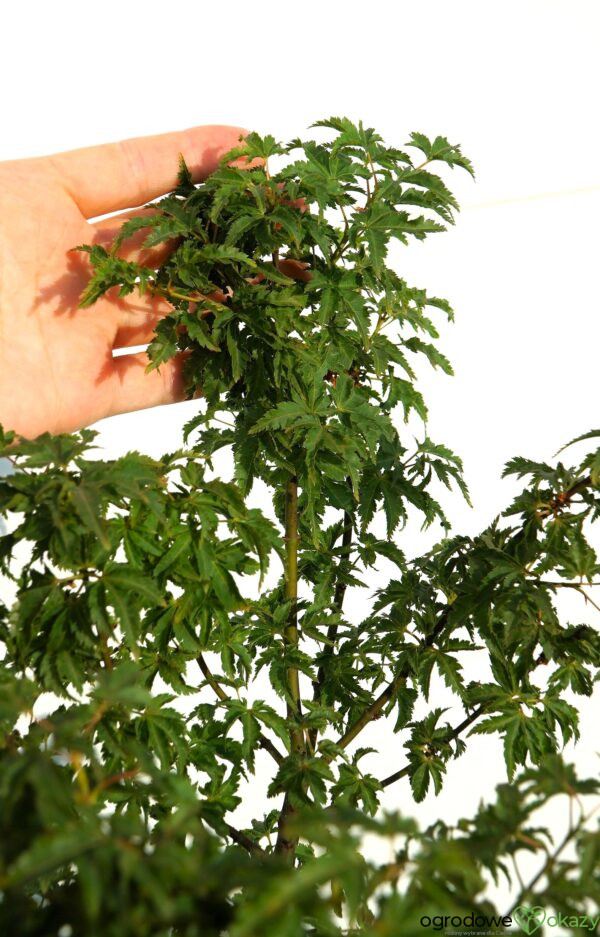 KLON PALMOWY SHISHIGASHIRA Acer palmatum 'Shishigashira'