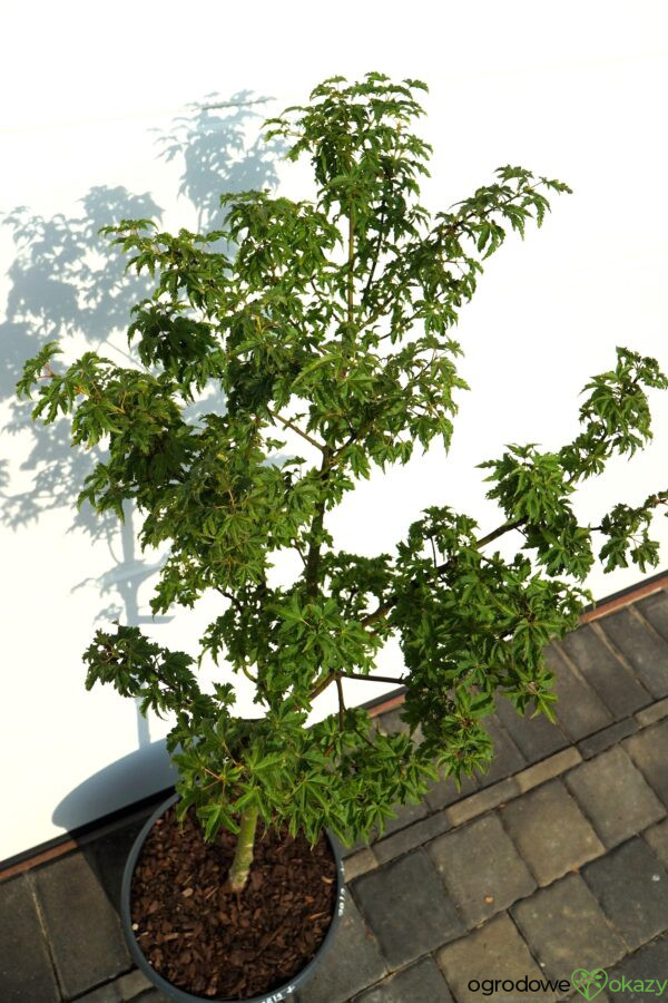 KLON PALMOWY SHISHIGASHIRA Acer palmatum 'Shishigashira'