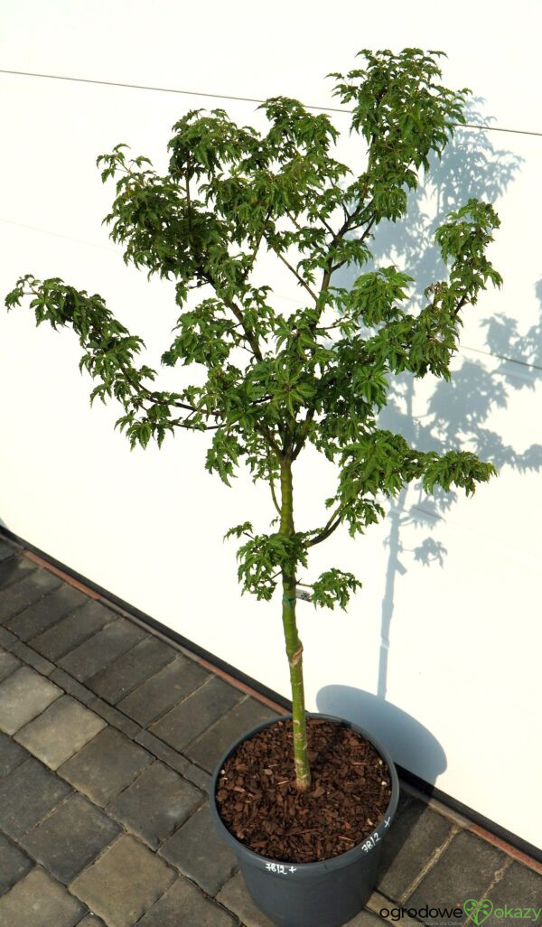 KLON PALMOWY SHISHIGASHIRA Acer palmatum 'Shishigashira'