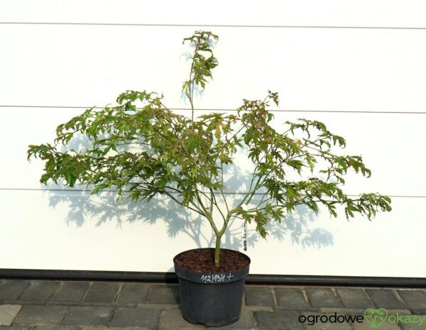 KLON PALMOWY PEACHES AND CREAM Acer palmatum 'Peaches and Cream'