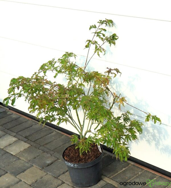 KLON PALMOWY PEACHES AND CREAM Acer palmatum 'Peaches and Cream'