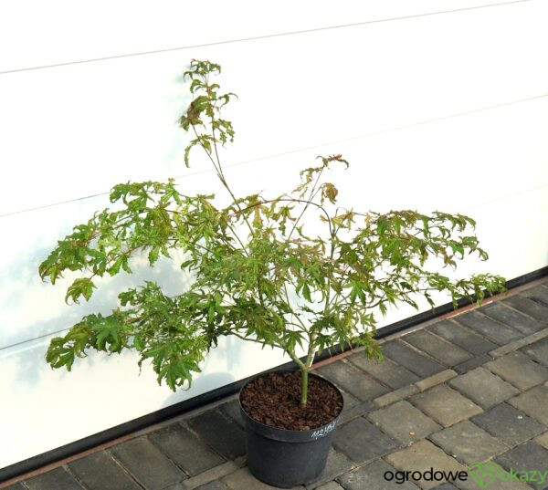 KLON PALMOWY PEACHES AND CREAM Acer palmatum 'Peaches and Cream'
