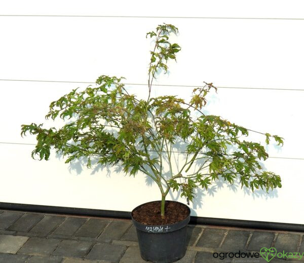 KLON PALMOWY PEACHES AND CREAM Acer palmatum 'Peaches and Cream'