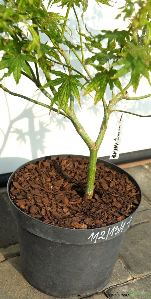 KLON PALMOWY PEACHES AND CREAM Acer palmatum 'Peaches and Cream'
