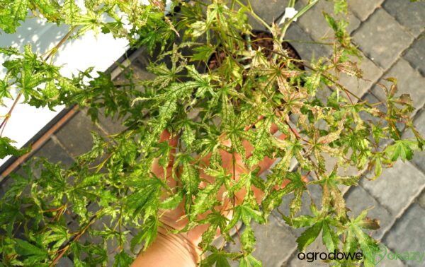 KLON PALMOWY PEACHES AND CREAM Acer palmatum 'Peaches and Cream'
