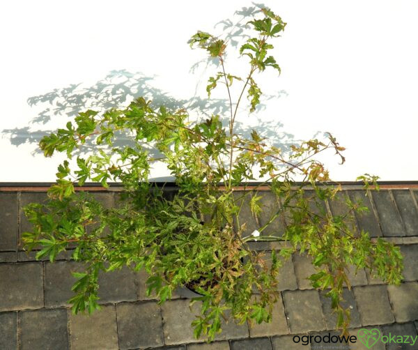 KLON PALMOWY PEACHES AND CREAM Acer palmatum 'Peaches and Cream'
