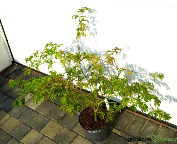 KLON PALMOWY PEACHES AND CREAM Acer palmatum 'Peaches and Cream'