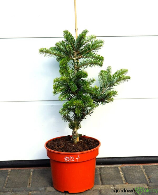 JODŁA ARNOLDA JAN PAWEŁ II Abies ×arnoldiana 'Jan Pawel II'