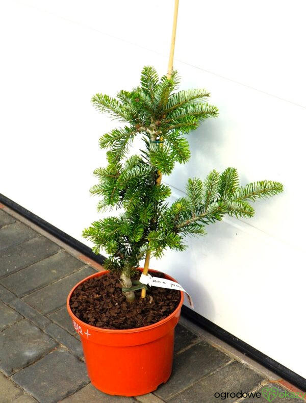 JODŁA ARNOLDA JAN PAWEŁ II Abies ×arnoldiana 'Jan Pawel II'