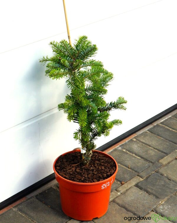 JODŁA ARNOLDA JAN PAWEŁ II Abies ×arnoldiana 'Jan Pawel II'