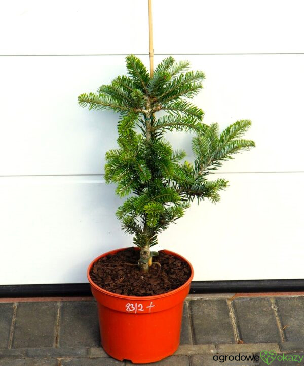 JODŁA ARNOLDA JAN PAWEŁ II Abies ×arnoldiana 'Jan Pawel II'
