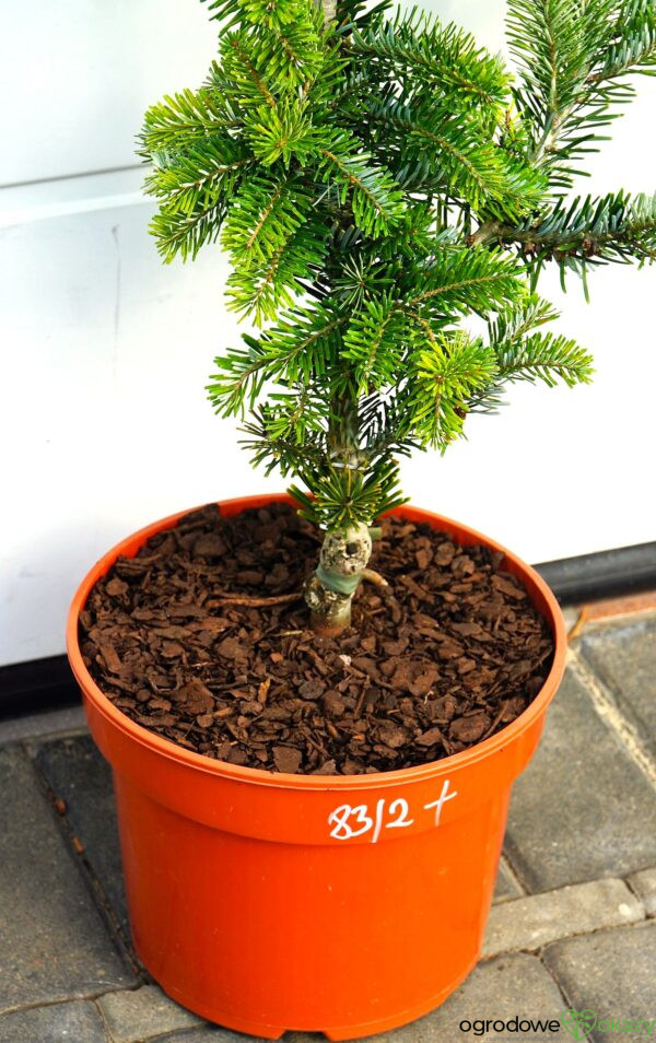 JODŁA ARNOLDA JAN PAWEŁ II Abies ×arnoldiana 'Jan Pawel II'