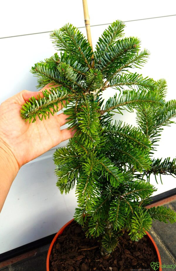 JODŁA ARNOLDA JAN PAWEŁ II Abies ×arnoldiana 'Jan Pawel II'