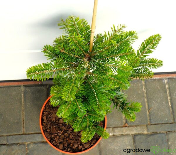 JODŁA ARNOLDA JAN PAWEŁ II Abies ×arnoldiana 'Jan Pawel II'