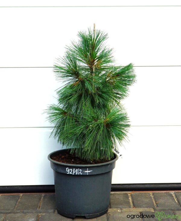 SOSNA SCHWERINA WIETHORST Pinus x schwerinii 'Wiethorst'