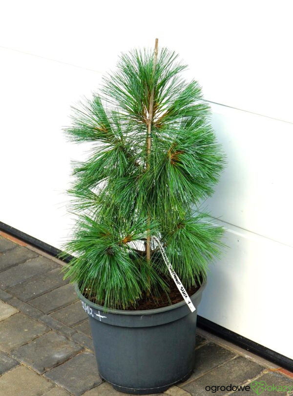 SOSNA SCHWERINA WIETHORST Pinus x schwerinii 'Wiethorst'