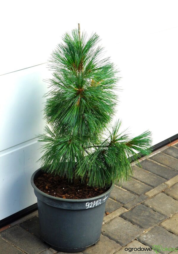 SOSNA SCHWERINA WIETHORST Pinus x schwerinii 'Wiethorst'